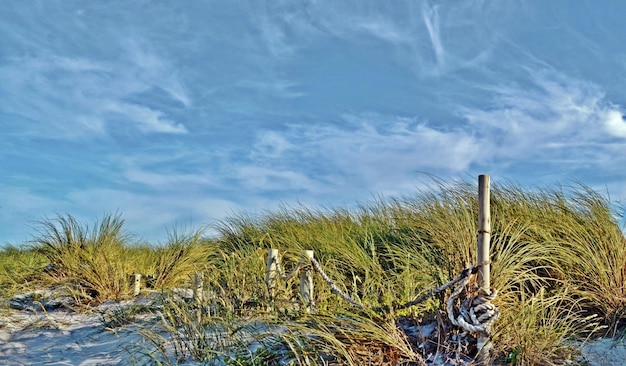 Paisaje con dunas de arena y hierba de dunas