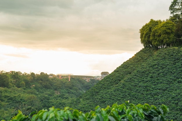 Paisaje del eje cafetero colombiano visto desde una plantación o cultivo de café arábica