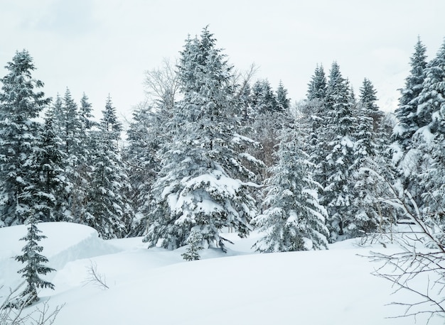 Paisaje encantador del invierno con los abetos cubiertos con nieve en una montaña del invierno.