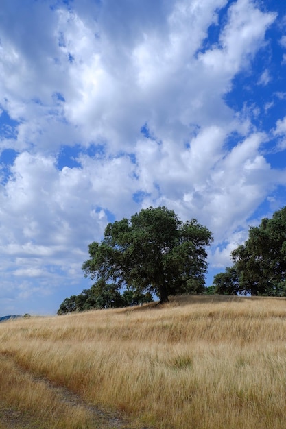 Paisaje de encinas en la pradera de pasto amarillo seco con cielo azul y nubes blancas