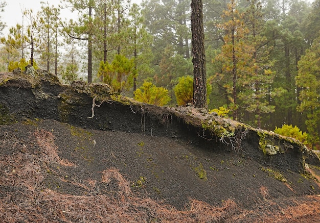 Paisaje y entorno natural sin cultivar en bosques remotos y tranquilos Musgo y algas que crecen en una colina en un bosque rodeado de pinos en las montañas de La Palma Islas Canarias España