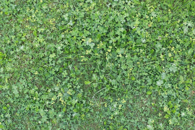 El paisaje es verano Árboles verdes y hierba en un paisaje de campo Naturaleza día de verano Hojas en los arbustos