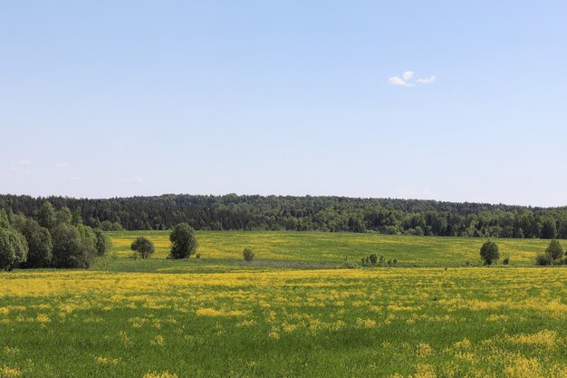 El paisaje es verano. Árboles verdes y pasto en un paisaje de campo. Día de verano de la naturaleza. Hojas sobre arbustos.