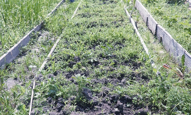 El paisaje es verano. Árboles verdes y pasto en un paisaje de campo. Día de verano de la naturaleza. Hojas sobre arbustos.