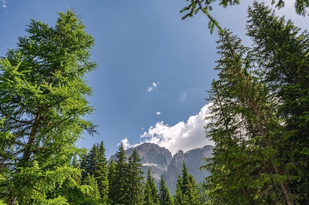 Paisaje escénico con alta montaña rocosa y bosque.