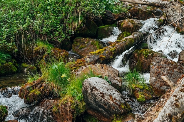 Paisaje escénico a la hermosa flora salvaje en un pequeño río en el bosque en la ladera de la montaña