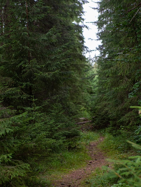 Paisaje escénico en medio del bosque de coníferas de madera