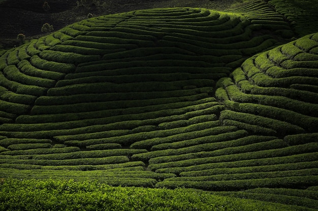 Paisaje escénico de plantaciones de té