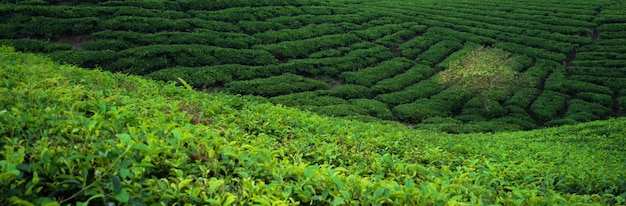 Paisaje escénico de plantaciones de té