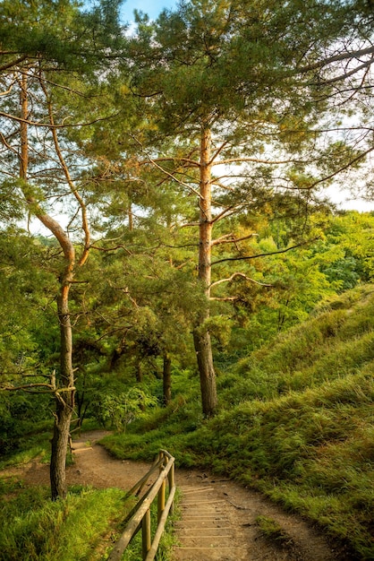 Paisaje escénico de un sendero de montaña entre hermosos pinos