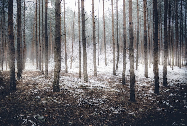 Paisaje de espeluznante bosque de invierno cubierto por niebla