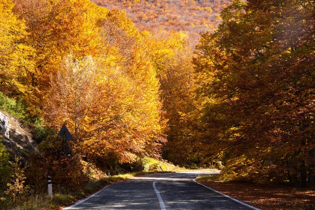 Paisaje estacional de otoño con naranjos en un bosque