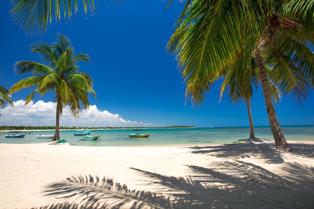 Paisaje exótico de playa con palmeras y vistas al mar