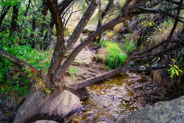 Paisaje de fantasía con arroyo y árboles con ramas extrañas entre las rocas.