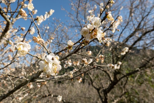 Paisaje de flor de ciruelo blanco en el día de invierno en Nantou, Taiwán