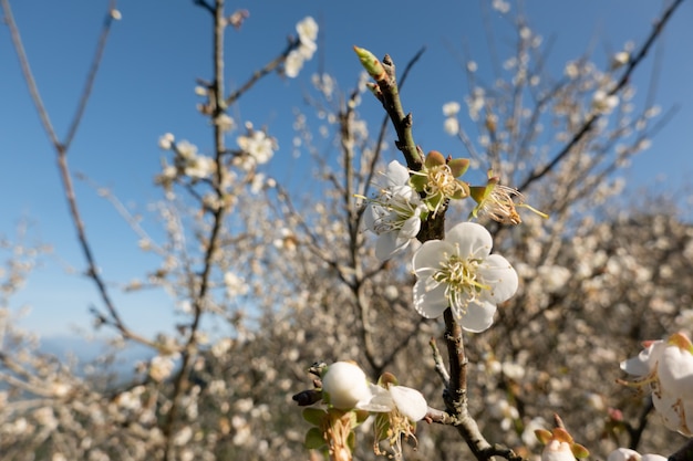 Paisaje de flor de ciruelo blanco en el día de invierno en Nantou, Taiwán