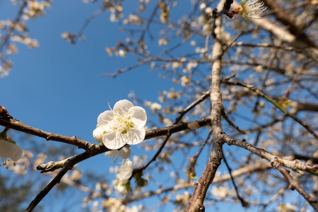 Paisaje de flor de ciruelo blanco en el día de invierno en Nantou, Taiwán