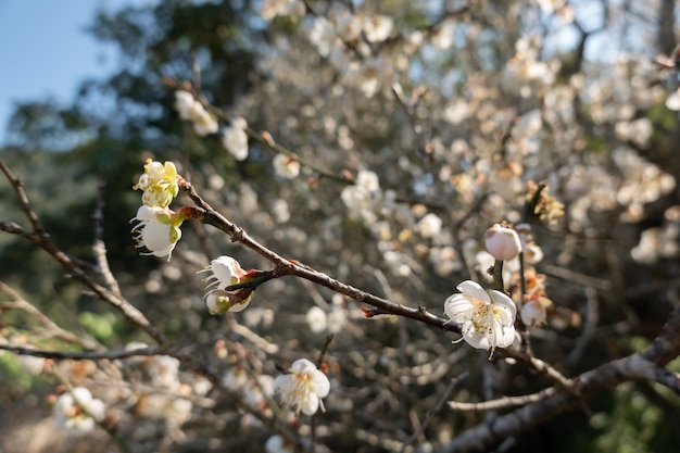 Paisaje de flor de ciruelo blanco en el día de invierno en Nantou, Taiwán