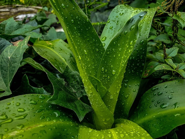 Paisaje de flor verde en el jardín de la hoja de fondo hermosa naturaleza