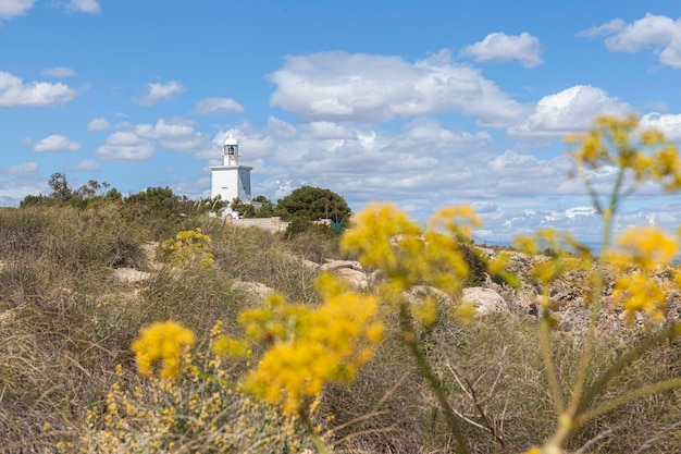 Paisaje de la flora junto al faro de Santa Pola Alicante España