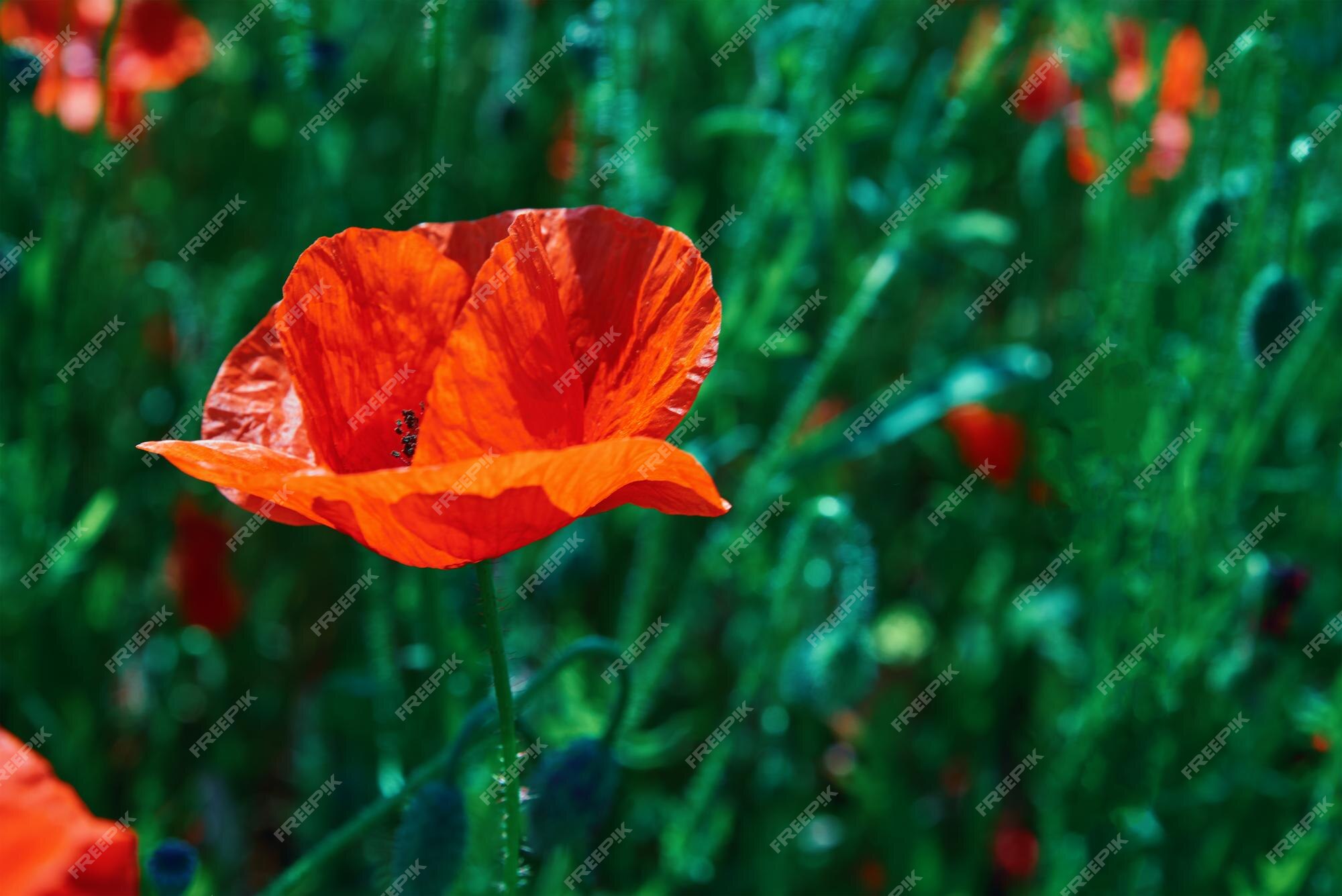 Paisaje con flores de amapola en flor | Foto Premium