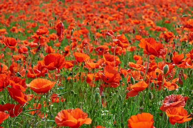 Paisaje con flores de amapola en flor