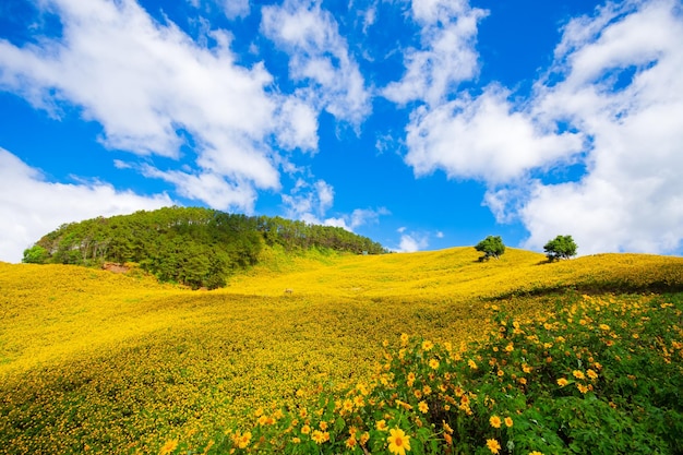 Paisaje Flores amarillas en la montaña Thung Bua Tong o girasoles silvestres