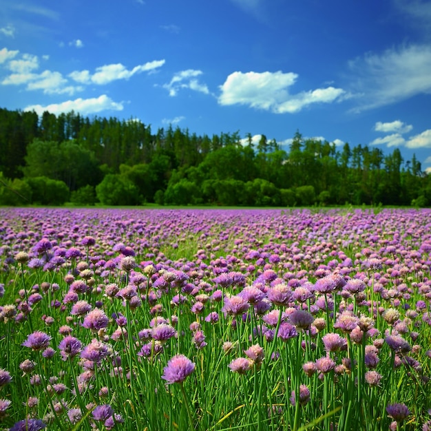 Foto paisaje con flores de cebollino púrpura día soleado de verano con cielo azul sol y fondo colorido de la naturaleza