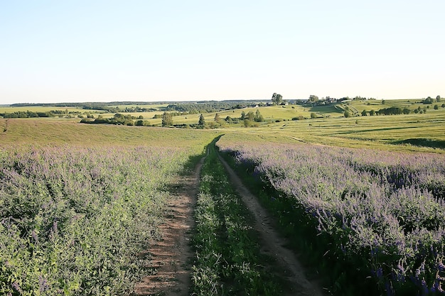 paisaje de flores silvestres / gran campo y cielo paisaje en el pueblo, flores púrpuras, vida silvestre