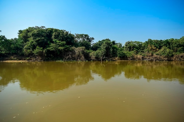 Paisaje fluvial y selvaPantanal Brasil