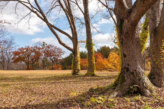 Foto el paisaje del follaje de otoño muestra hermosos paisajes árboles coloridos del bosque