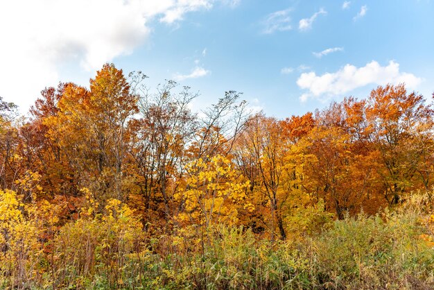 El paisaje del follaje de otoño muestra hermosos paisajes árboles coloridos del bosque