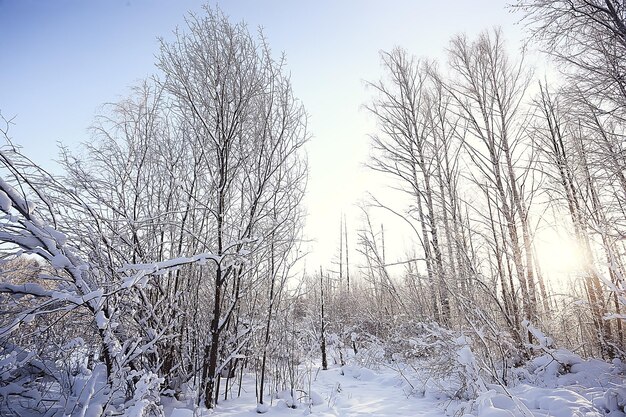 paisaje de fondo abstracto bosque de invierno / ramas de los árboles cubiertos de escarcha, clima nevado fondo de navidad