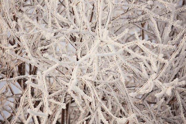 paisaje de fondo abstracto bosque de invierno / ramas de los árboles cubiertos de escarcha, clima nevado fondo de navidad