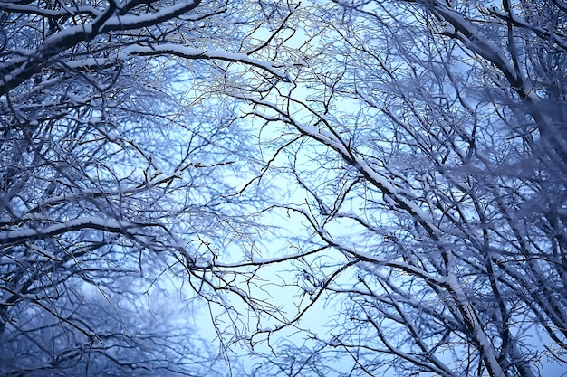 paisaje de fondo abstracto bosque de invierno / ramas de los árboles cubiertos de escarcha, clima nevado fondo de navidad