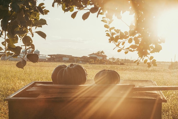 Paisaje de fondo escénico del lado del campo de otoño con grandes calabazas contra una puesta de sol dorada en el prado Concepto de temporada y belleza del planeta tierra Paisaje de color dorado en el paisaje rural