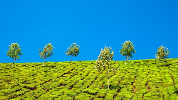 Paisaje de fondo de naturaleza de plantación de té