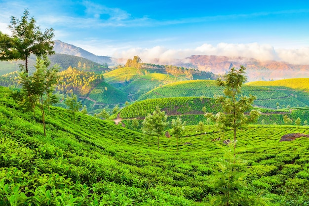 Paisaje de fondo de naturaleza de plantación de té