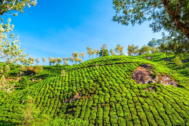 Paisaje de fondo de naturaleza de plantación de té