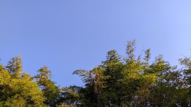 paisaje de fondo de pantalla de cielo azul con árboles