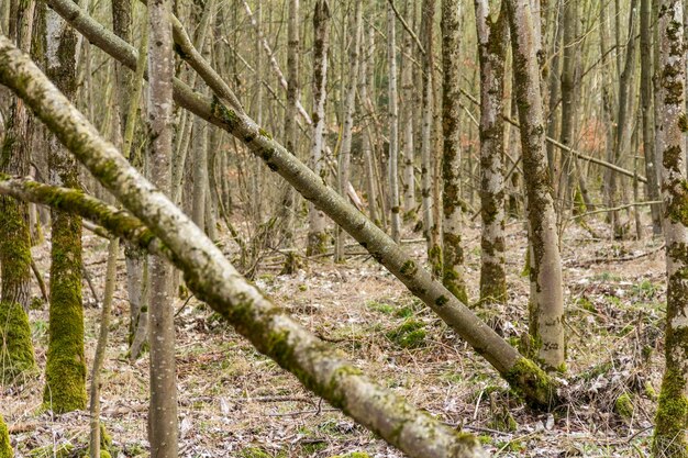 Foto paisaje forestal con árboles