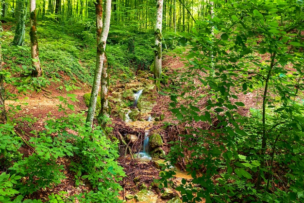 Paisaje forestal con arroyo y cascada