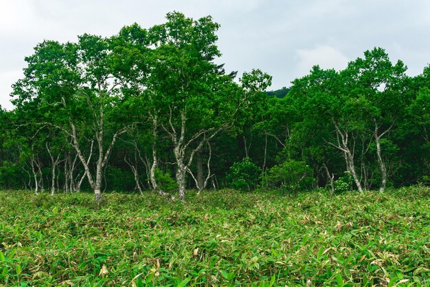 Paisaje forestal del bosque costero monzónico de la isla de Kunashir con abedules curvos y matorrales de bambú