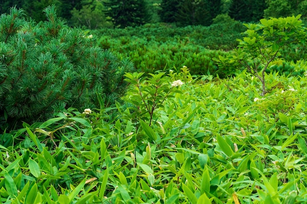 Paisaje forestal del bosque costero monzónico de la isla de Kunashir con matorrales de bambú de pinos enanos y plantas subtropicales florecientes