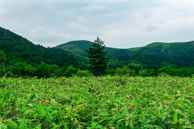 Paisaje forestal del bosque montañoso de la isla de Kunashir con árboles curvos y matorrales de bambú