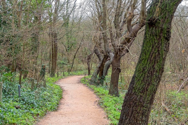 paisaje forestal costero