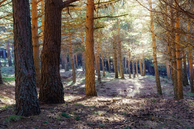 Paisaje forestal con grandes pinos y destellos de luz entre las ramas. Morcuera Madrid.