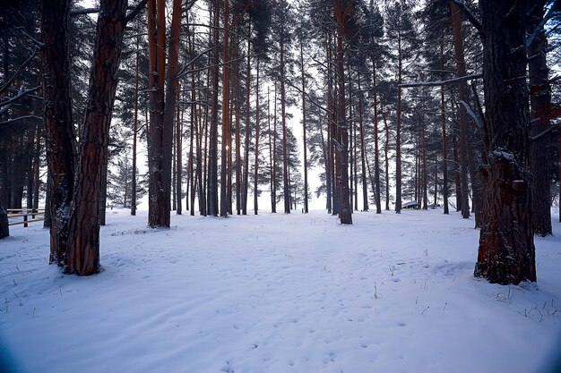 paisaje forestal invernal/vista de diciembre en un bosque de nieve en polvo, paisaje nevado