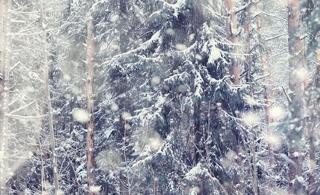 Paisaje forestal de invierno Árboles altos bajo la cubierta de nieve Día helado de enero en el parque