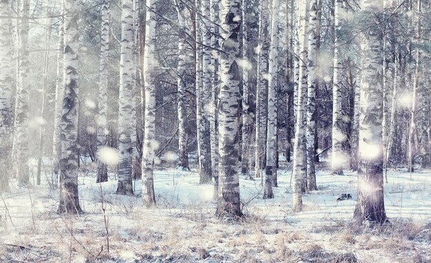 Paisaje forestal de invierno Árboles altos bajo la cubierta de nieve Día helado de enero en el parque